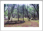 Land Art Austin Texas